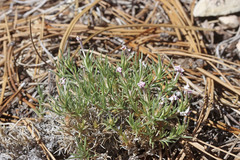 Phlox austromontana