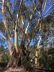 Eucalyptus oreades
