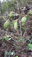 Aristolochia gigantea
