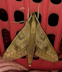 Xylophanes anubus