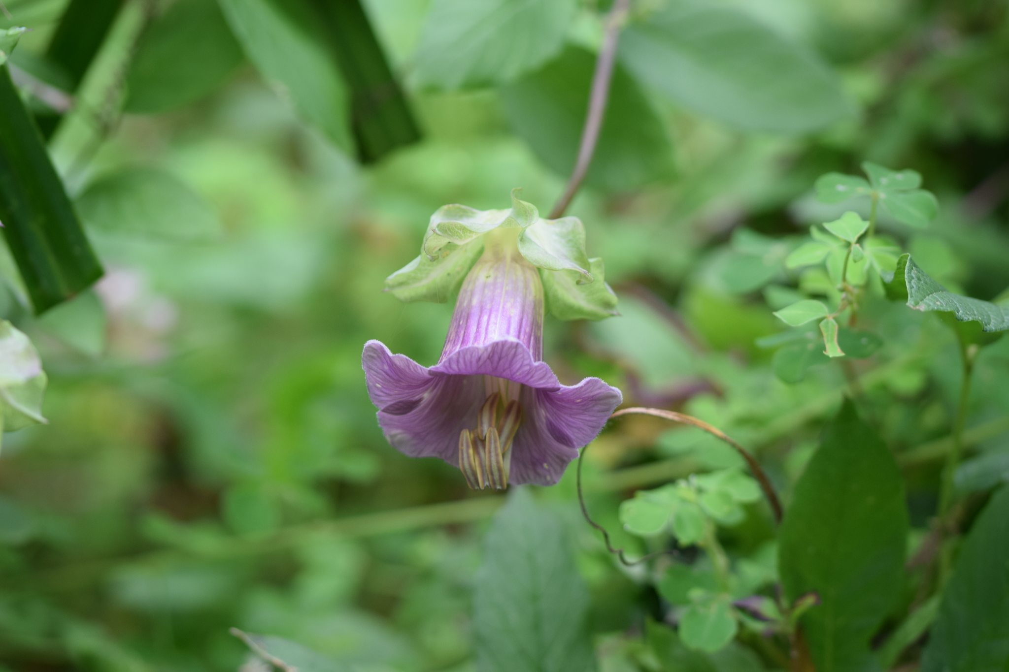 Cobaea scandens image