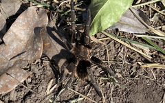 Aphonopelma seemanni