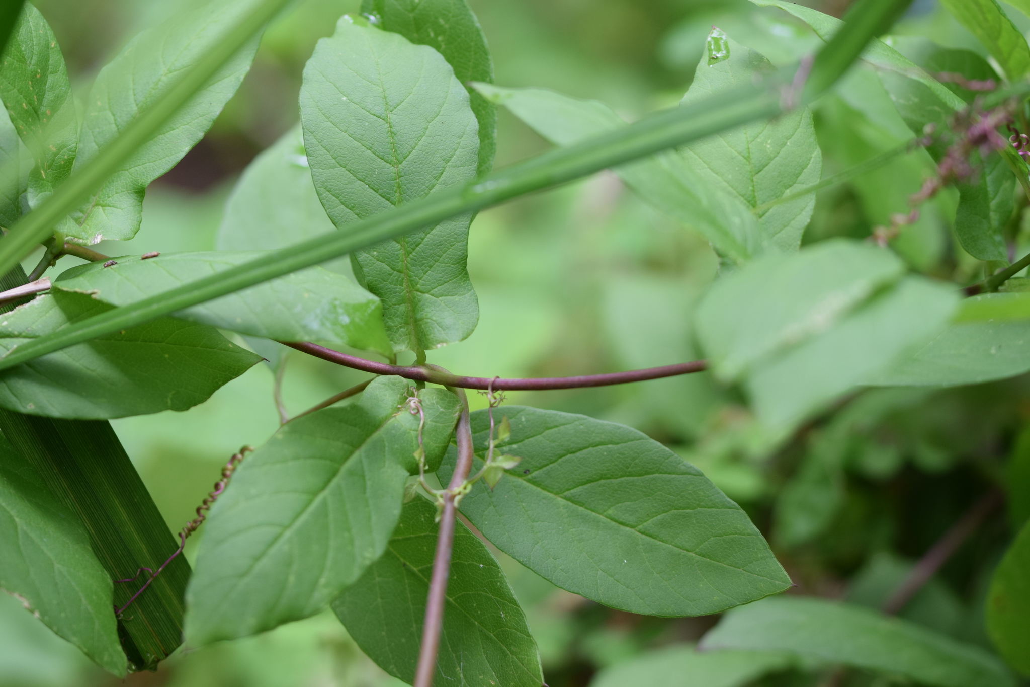 Cobaea scandens image