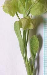 Physaria acutifolia