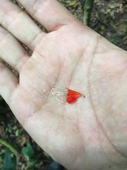 Hemisciera maculipennis