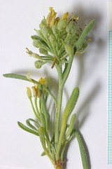 Physaria acutifolia