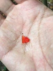 Hemisciera maculipennis