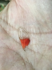 Hemisciera maculipennis