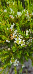 Diosma aspalathoides