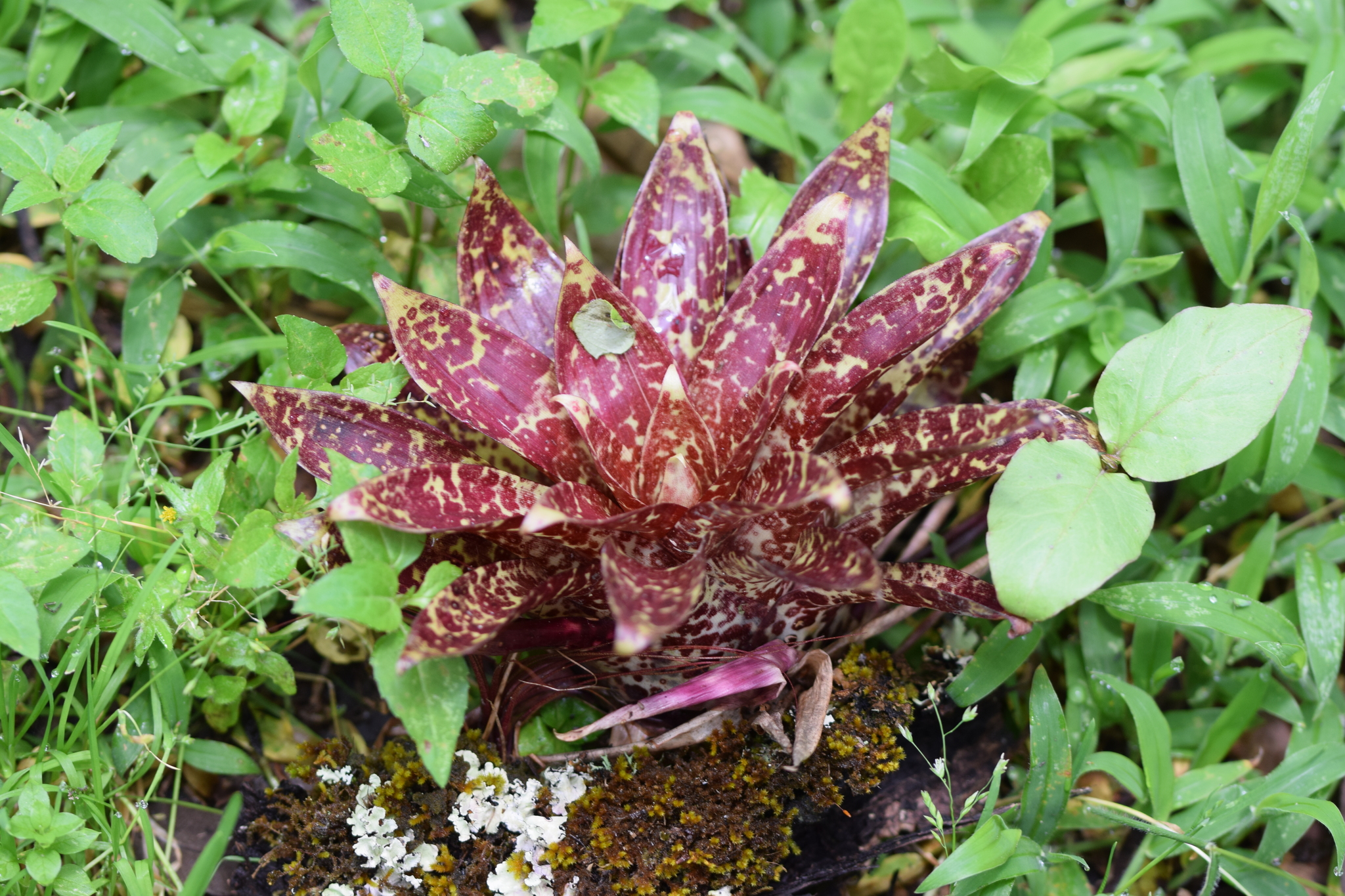 Tillandsia biflora image