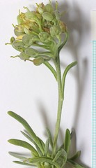Physaria acutifolia