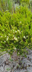 Diosma aspalathoides