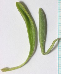 Physaria acutifolia