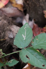 Stigmella villosella
