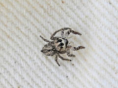 Habronattus hirsutus