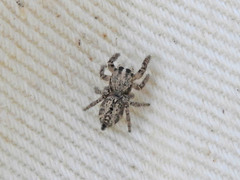 Habronattus hirsutus