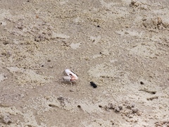 Austruca occidentalis