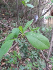 Rhododendron canescens