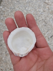 Spondylus nicobaricus