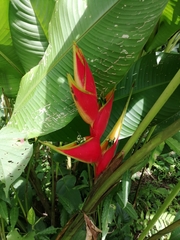 Heliconia stricta
