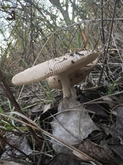 Amanita populiphila