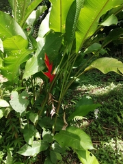 Heliconia stricta