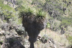 Nolina parviflora