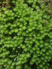 Rosulabryum subtomentosum