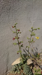 Scrophularia heterophylla