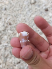 Conus rattus