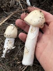 Amanita populiphila
