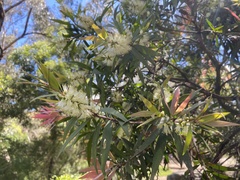 Callistemon