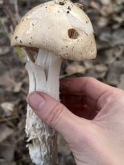 Amanita populiphila