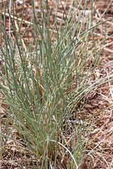 Poa glauca glauca