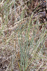 Poa glauca glauca