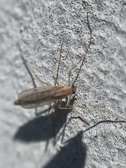 Diptera