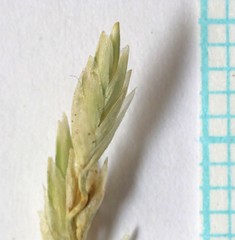 Poa glauca glauca