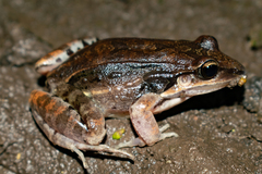 Leptodactylus elenae