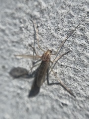 Diptera