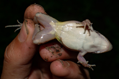 Leptodactylus elenae