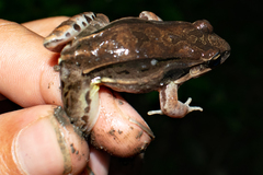 Leptodactylus elenae