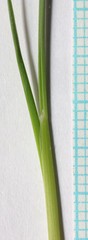 Poa glauca glauca