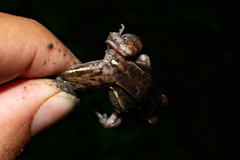 Leptodactylus elenae