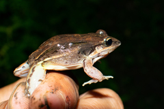 Leptodactylus elenae