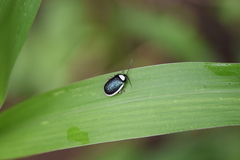 Asphaera albomarginata