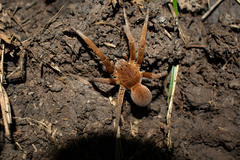 Ancylometes concolor