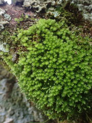 Rosulabryum subtomentosum