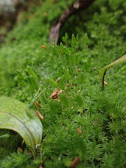 Rosulabryum subtomentosum