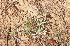 Potentilla concinna proxima
