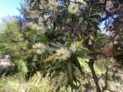 Callistemon